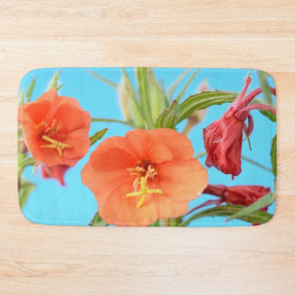 Item preview, Oenothera versicolor  'Sunset Boulevard'  Evening primrose designed and sold by Chris Burrows.