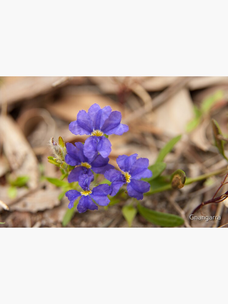 Dampiera triloba by Gnangarra