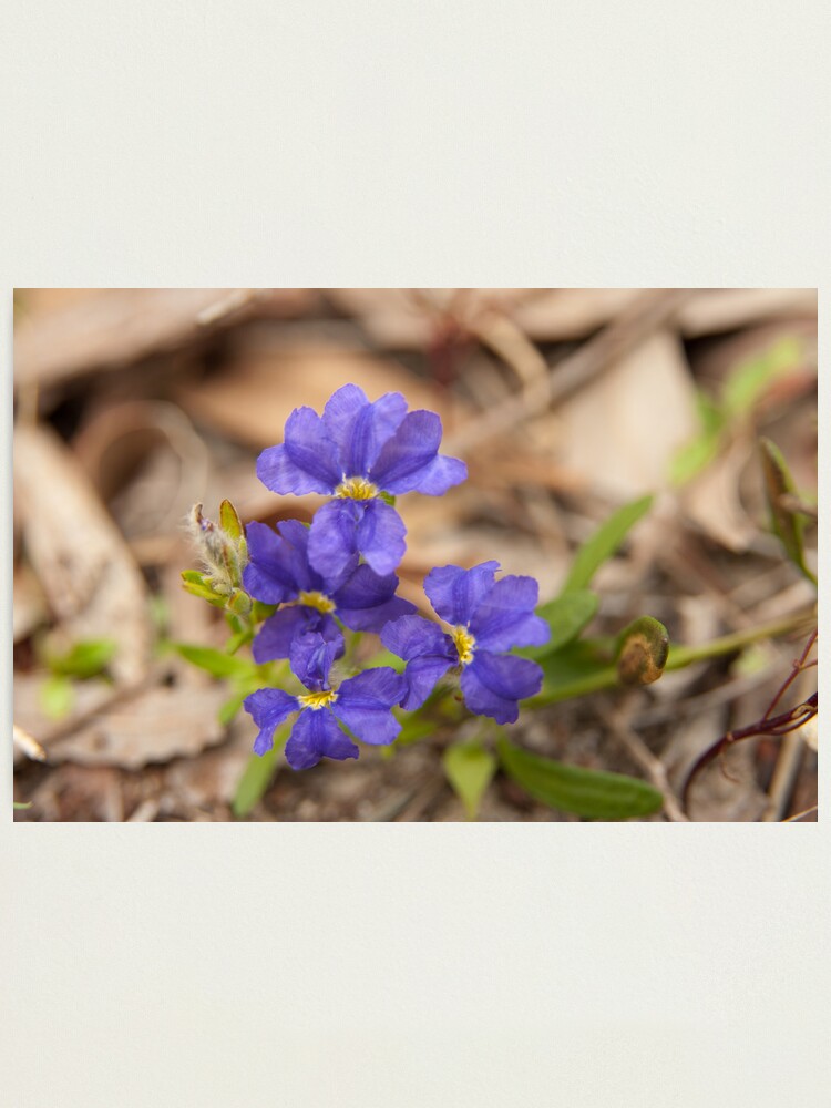 Alternate view of Dampiera triloba Photographic Print
