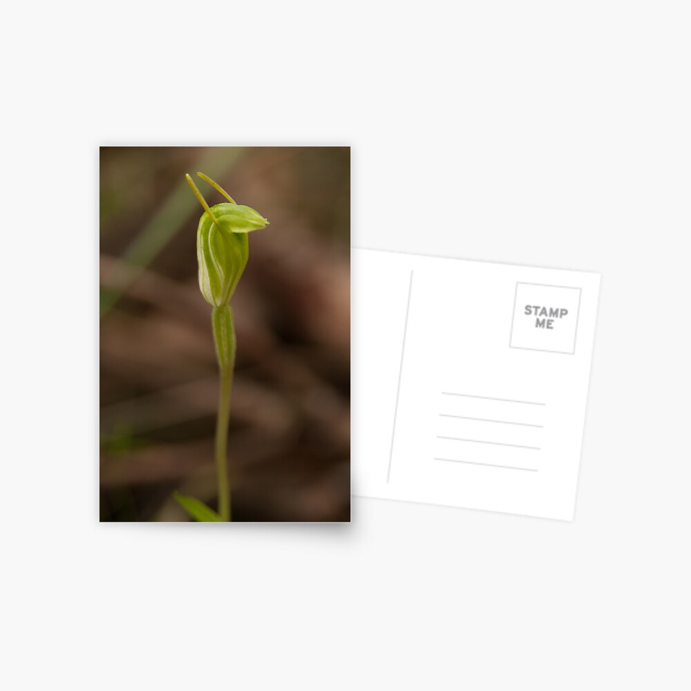 Snail orchid Postcard