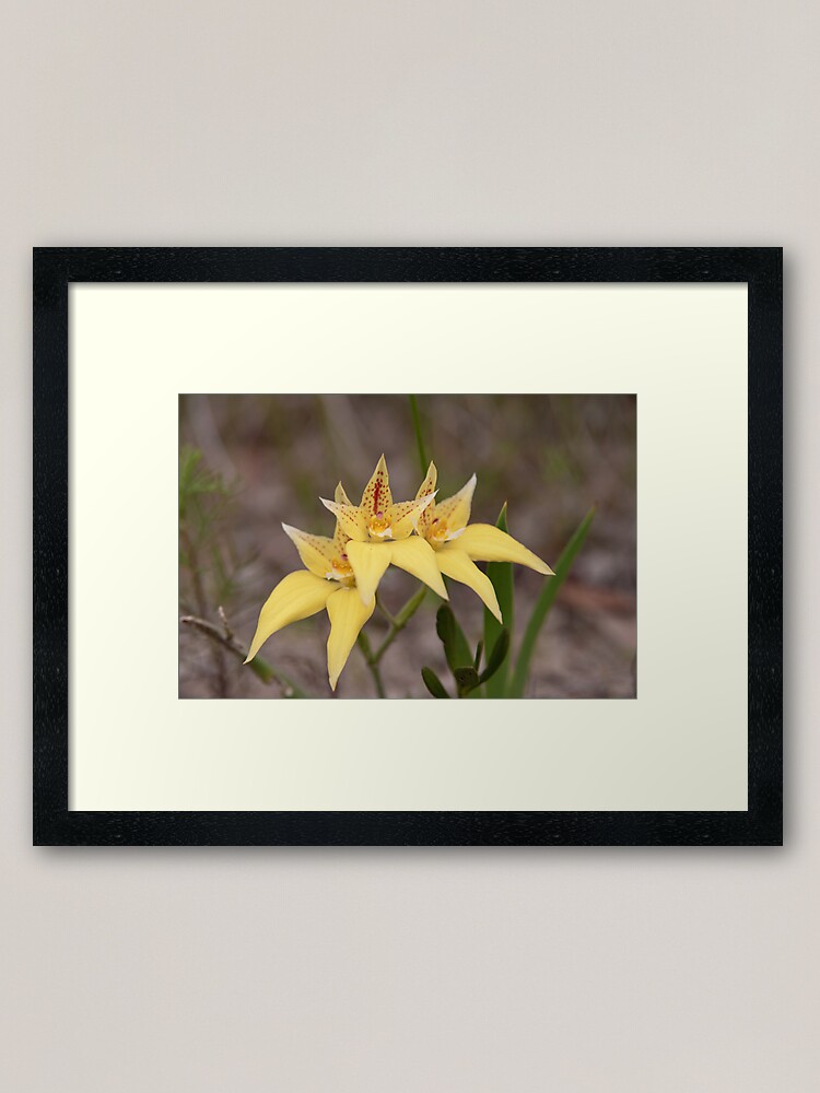 Alternate view of Cowslips by three Framed Art Print