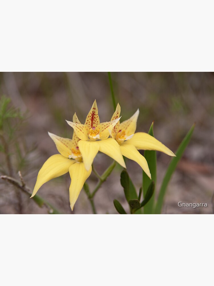 Cowslips by three by Gnangarra