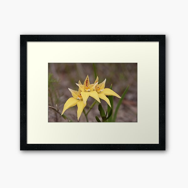 Cowslips by three Framed Art Print