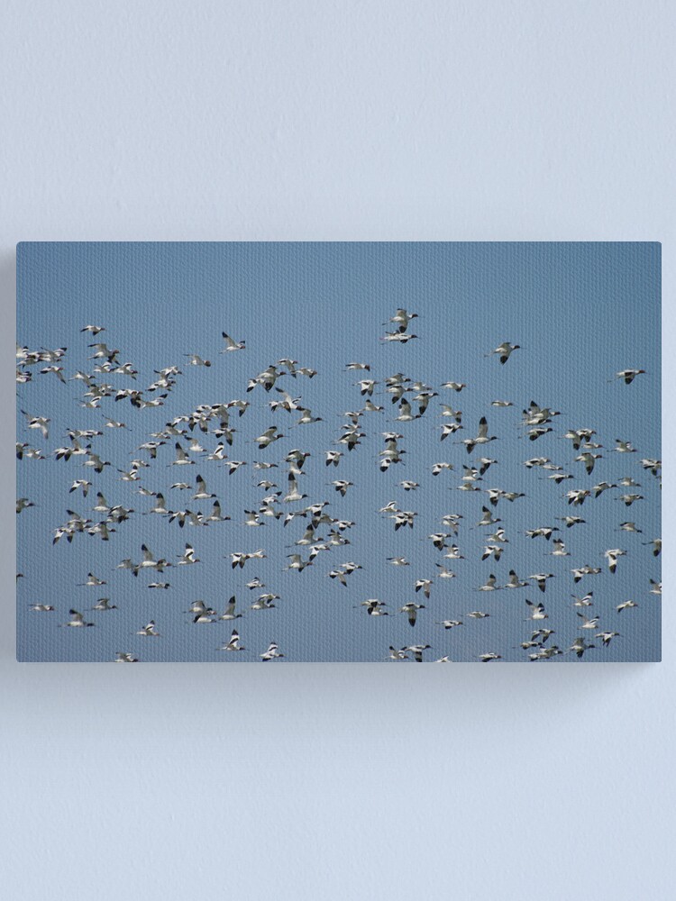 Alternate view of The Flock Canvas Print
