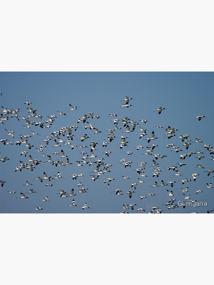 The Flock by Gnangarra