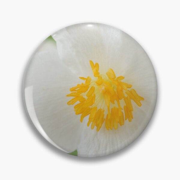 Item preview, Eomecon chionantha  Snow poppy  Chinese Bloodroot  designed and sold by Chris Burrows.