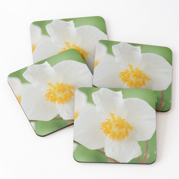 Item preview, Eomecon chionantha  Snow poppy  Chinese Bloodroot  designed and sold by Chris Burrows.