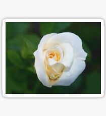 A rose like a white lily Sticker