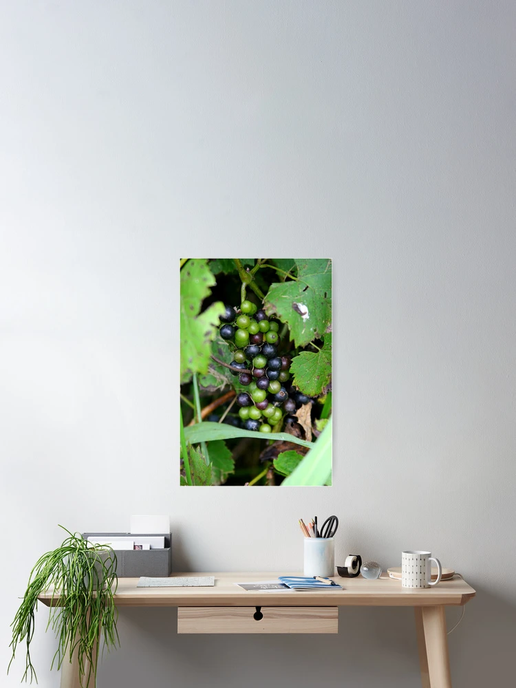 Thumbnail 2 of 3, Poster, Almost Ripe designed and sold by Paula Tohline Calhoun.