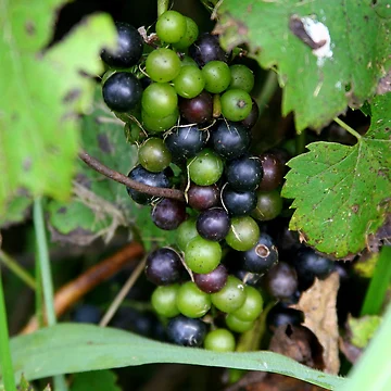 Artwork thumbnail, Almost Ripe by Paula Tohline Calhoun