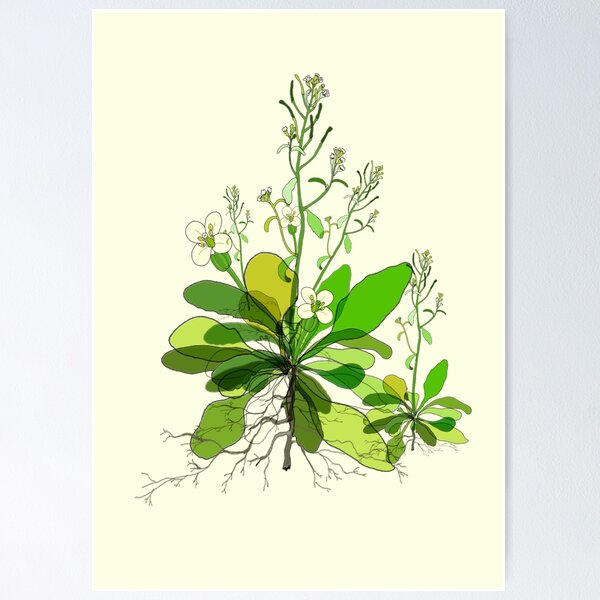 Item preview, Arabidopsis designed and sold by priyankaoberoi.