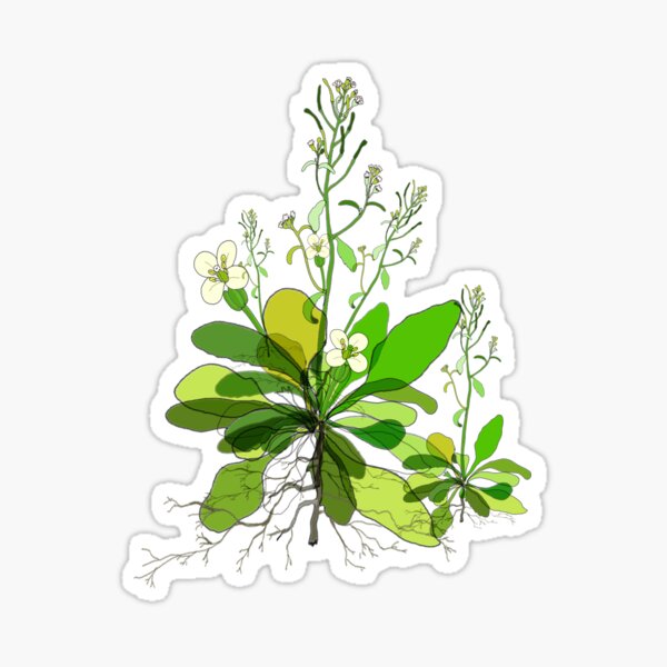 Arabidopsis Sticker