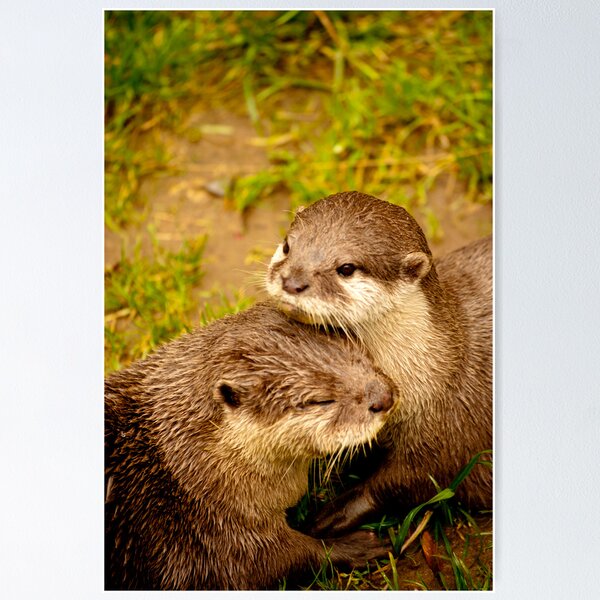 Artikel-Vorschau von Otter kuscheln, designt und verkauft von Animoia.