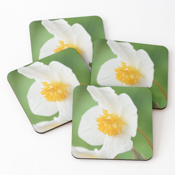 Item preview, Eomecon chionantha  Snow poppy  Chinese Bloodroot  designed and sold by Chris Burrows.