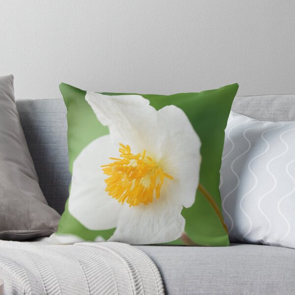 Item preview, Eomecon chionantha  Snow poppy  Chinese Bloodroot  designed and sold by Chris Burrows.