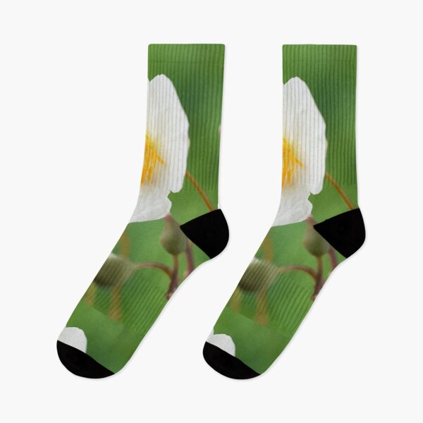 Item preview, Eomecon chionantha  Snow poppy  Chinese Bloodroot  designed and sold by Chris Burrows.