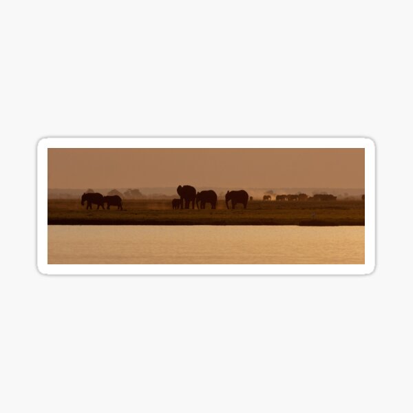 Elephants, sunset on Chobe Sticker