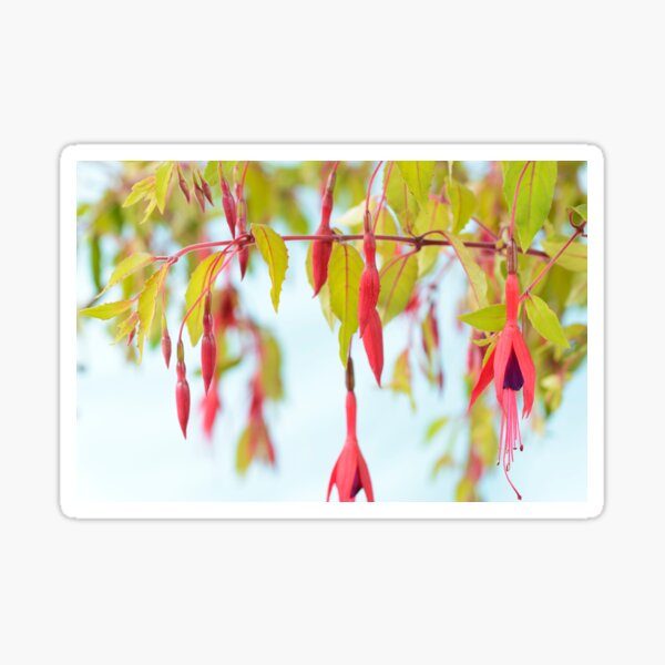 Fuchsia magellanica var. gracilis 'Aurea' Sticker