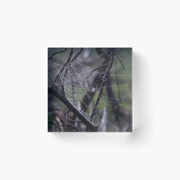 Item preview, Dew Drops on a Spider's Web designed and sold by DWeyers.
