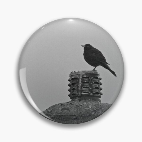 Item preview, Blackbird, Terdus merula, on a Chimney Top designed and sold by Rob Cole Photography.