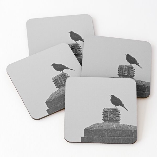 Item preview, Blackbird, Terdus merula, on a Chimney Top designed and sold by Rob Cole Photography.