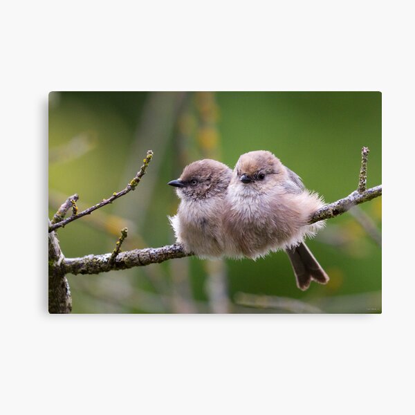 Bushtit Siblings Canvas Print