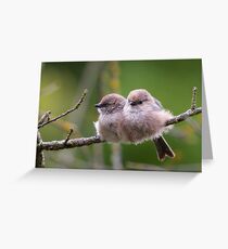Bushtit Siblings Greeting Card