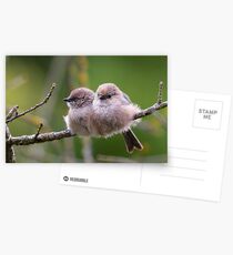 Bushtit Siblings Postcards