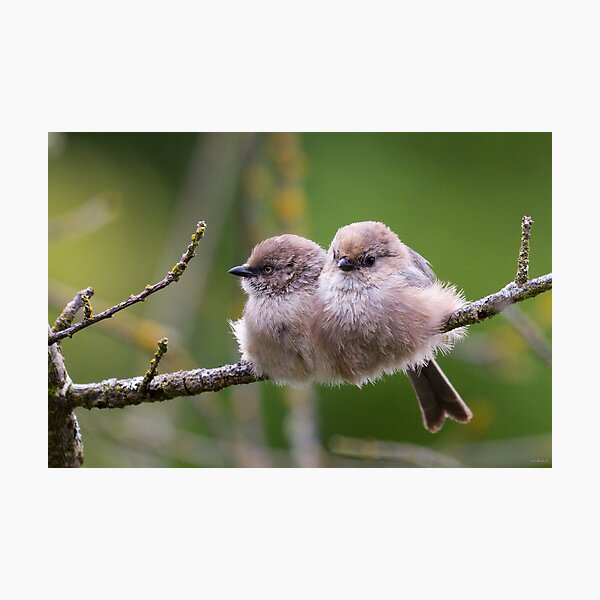 Bushtit Siblings Photographic Print