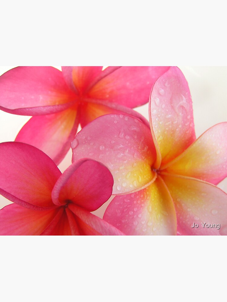 Thumbnail 3 of 3, Sticker, Pink Frangipani designed and sold by joyoung.