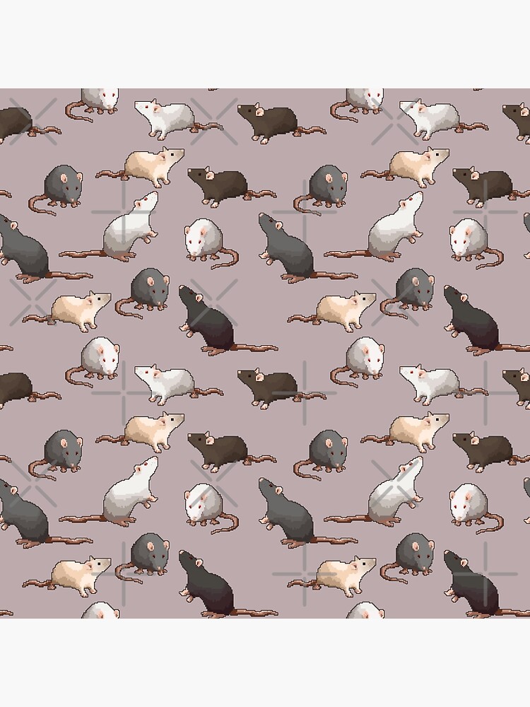 3840x2550 / cute, cute animals, pet portrait, rat 4k wallpaper -  Coolwallpapers.me!
