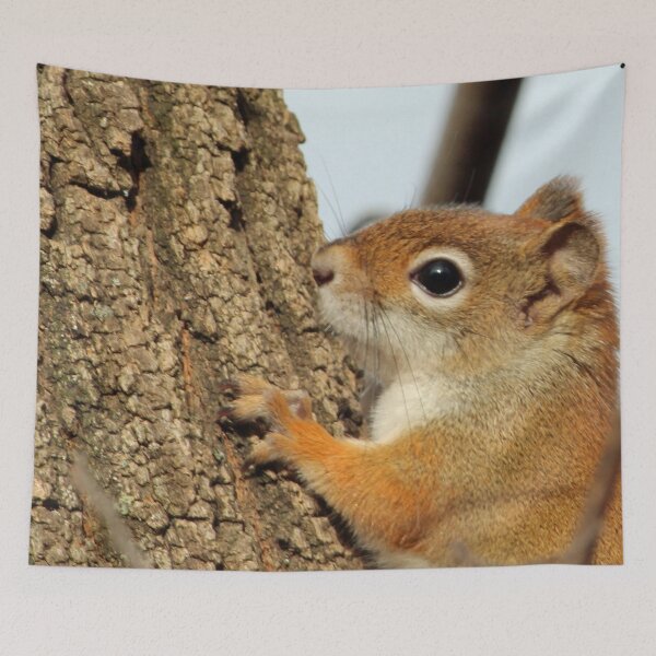 Item preview, Baby Red Squirrel Close Up designed and sold by Susie Kramer.