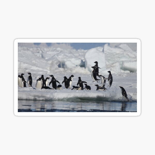 Adelie jumping out of the water Sticker
