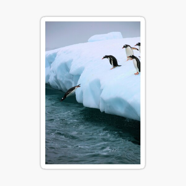 Item preview, Gentoo penguins going for fishing designed and sold by Marion Joncheres.