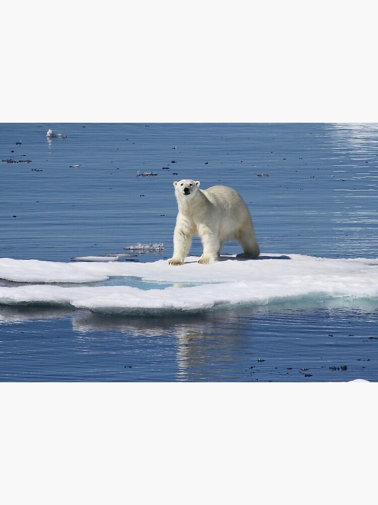 « Polar bear on the ice with his kill » par mjoncheres