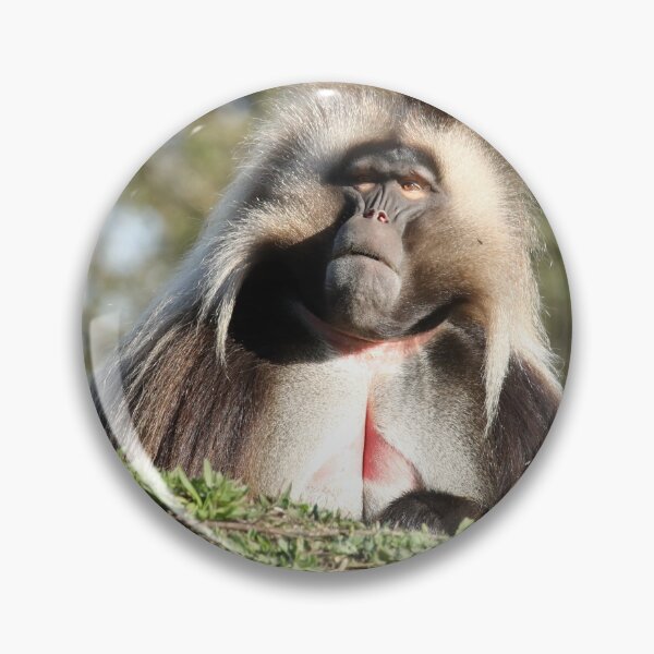 Item preview, Gelada designed and sold by aquabella.