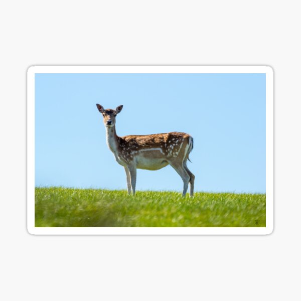 Item preview, Red deer doe designed and sold by iCimages.net.