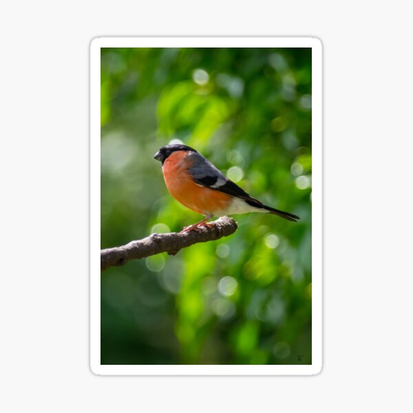 Item preview, Bullfinch designed and sold by iCimages.net.