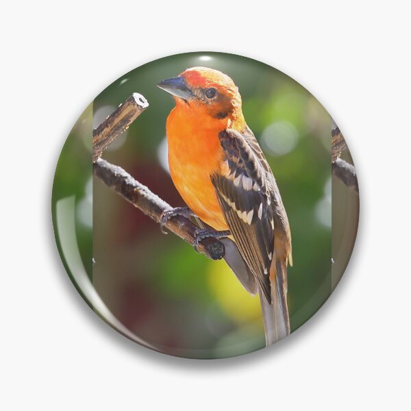 Artikelvorschau, Baltimore Oriole entworfen und verkauft von Carole-Anne.