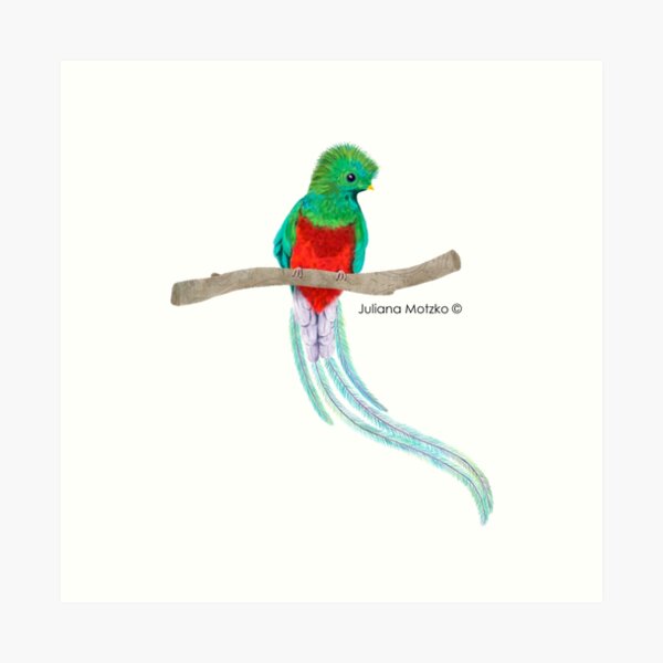Quetzal Bird Art Print