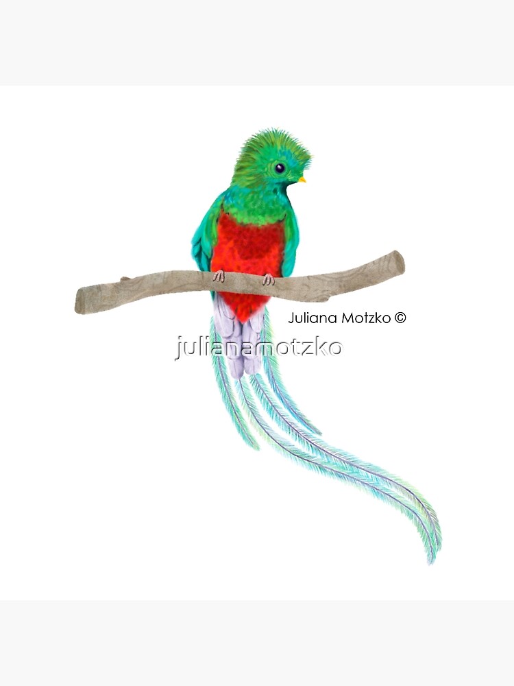 Quetzal Bird by julianamotzko