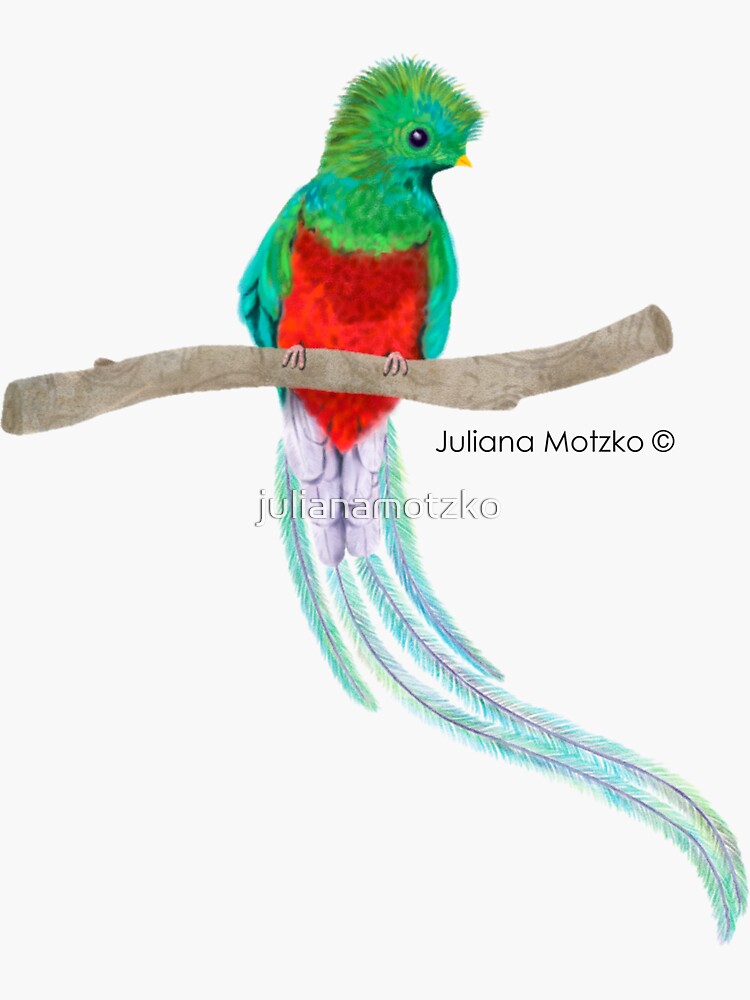 Quetzal Bird by julianamotzko