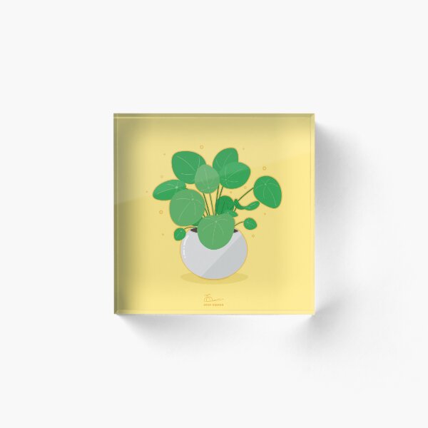 cute pilea peperomioides - chinese money plant Acrylic Block