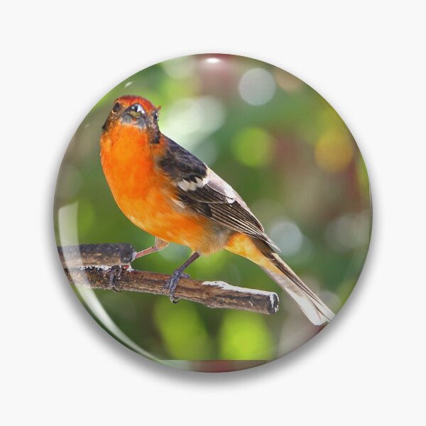 Artikelvorschau, Baltimore Oriole entworfen und verkauft von Carole-Anne.