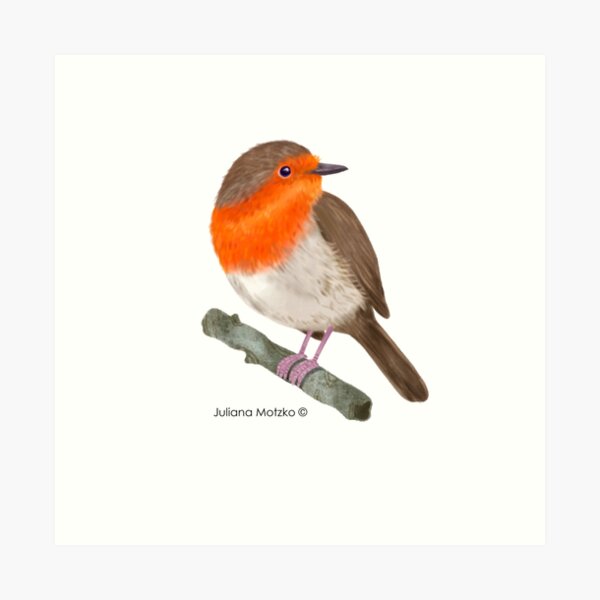 Robin Redbreast bird Art Print