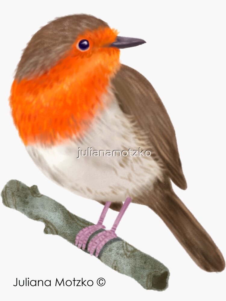 Robin Redbreast bird by julianamotzko