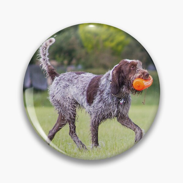 Item preview, Retrieving a dummy Spinone by heidiannemorris designed and sold by FOLK ART FUSION by heidiannemorris.