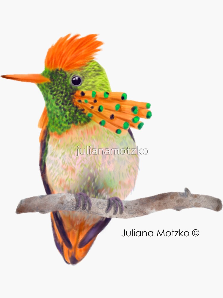 Tufted Coquette Hummingbird by julianamotzko