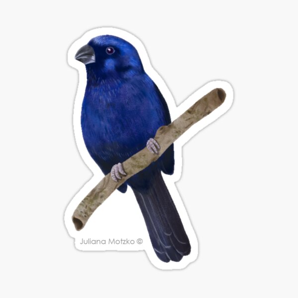Item preview, Ultramarine Grosbeak bird designed and sold by julianamotzko.