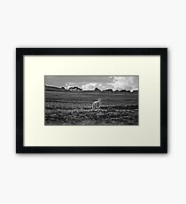 Little lost sheep Framed Print